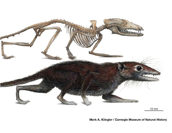 Skeletal and fur reconstructions of the Jurassic eutherian Juramaia sinensis